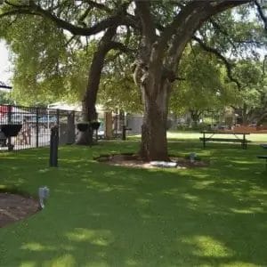 Trees and Grass at Park